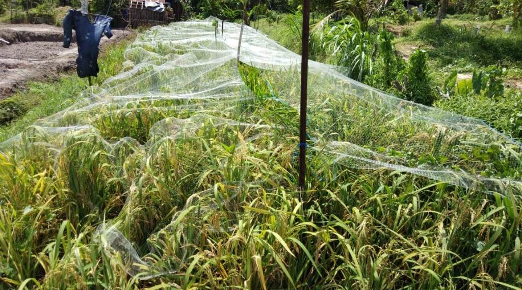 Panen Padi di Agromarina BP Batam