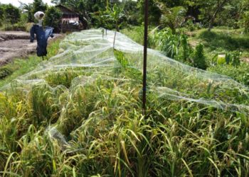 Panen Padi di Agromarina BP Batam