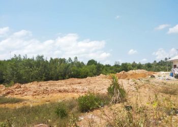 Selamatkan Mangrove, “Pemerintah Tanjungpinang Diminta Tegas dengan UU Konservasi Sumber Daya Alam Hayati dan Ekosistem”