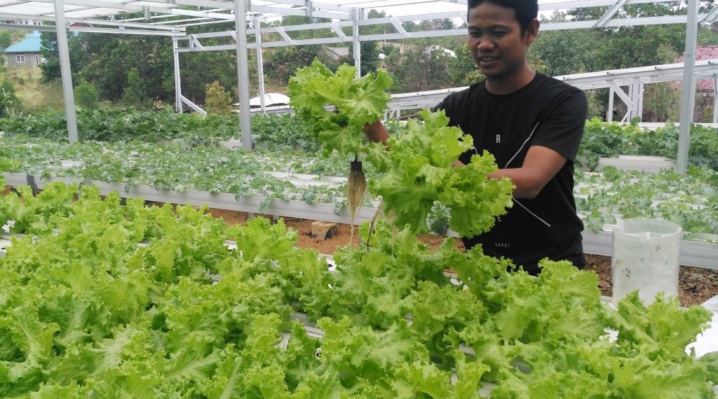 Sukses Berbisnis Sayur Hidroponik