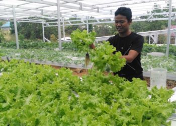 Sukses Berbisnis Sayur Hidroponik