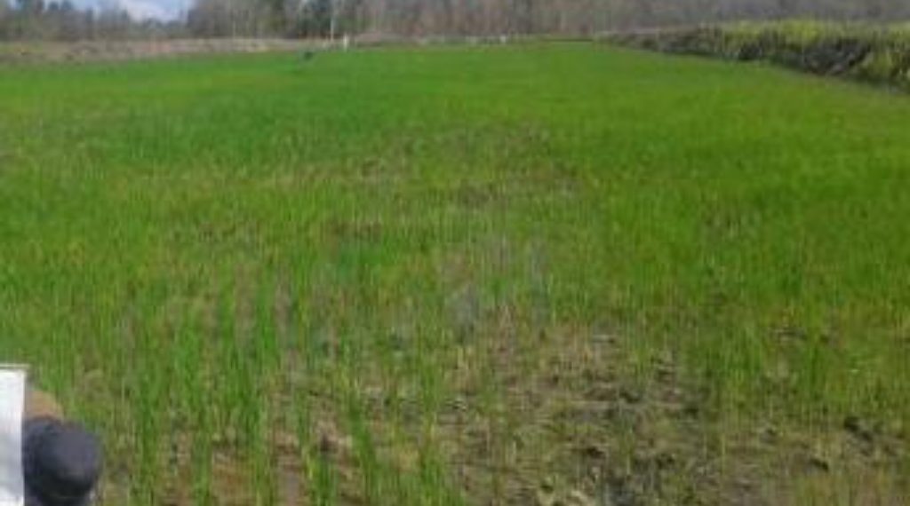 Kades Sungai Besar, “Penghasilan Panen Cetak Sawah Sungai Besar Semakin Menurun”