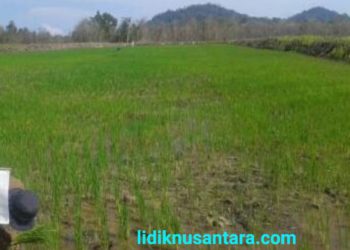 Kades Sungai Besar, “Penghasilan Panen Cetak Sawah Sungai Besar Semakin Menurun”