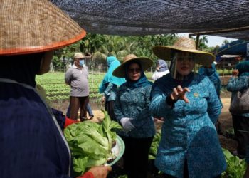 Jaga Ketahanan Pangan Dari Pekarangan Sendiri