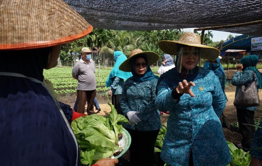 Jaga Ketahanan Pangan Dari Pekarangan Sendiri