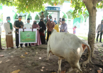 Pemko Serahkan 50 Ekor Hewan Qurban untuk Masjid dan Surau se-Tanjungpinang