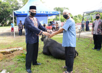 Tahun ini, Lantamal IV Tanjungpinang Sediakan 21 Hewan Qurban