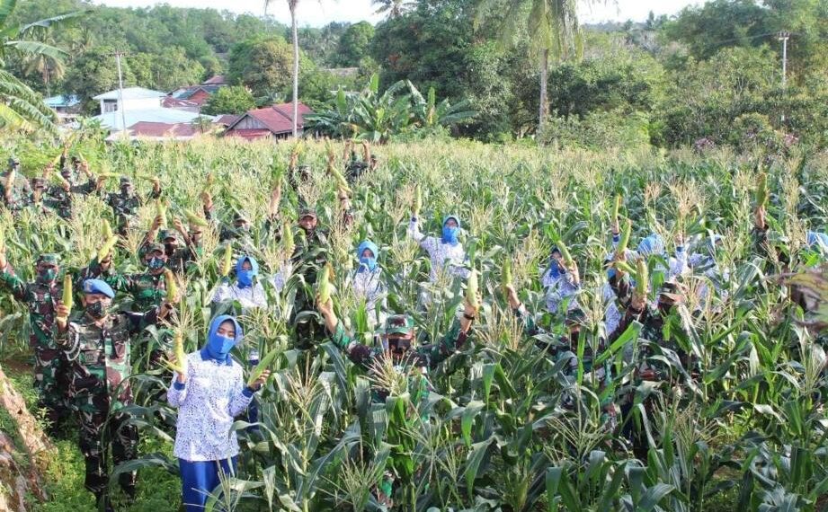 Lanal Dabo Singkep Panen Jagung, Dukung Ketahanan Pangan