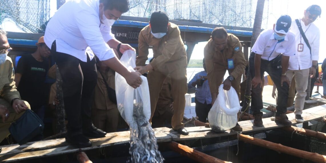 Roby Tabur 4000 Bibit Kerapu dan Beri Bantuan di Desa Numbing