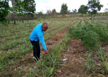 Desa Toapaya Utara Ingin Kembangkan Desa Wisata Perkebunan