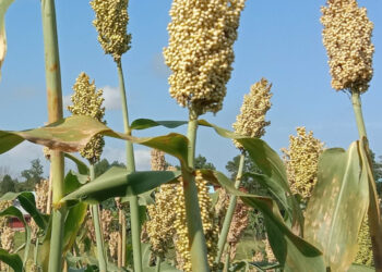 Kelurahan Toapaya Asri Dorong Sorgum Jadi Pangan Alternatif di Bintan