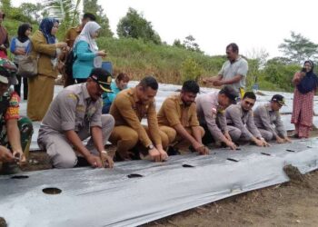 Camat Toapaya Hadiri Penanaman Cabai Kelompok Tani Desa Toapaya Utara