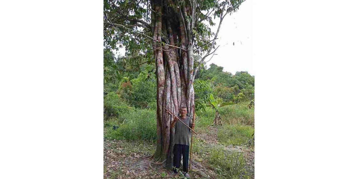 Aneh Tapi Nyata: Penemuan Pohon Langka Berbatang Delapan di Desa Pongkar