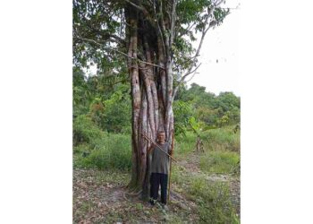 Aneh Tapi Nyata: Penemuan Pohon Langka Berbatang Delapan di Desa Pongkar