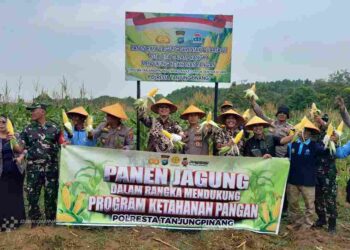 Panen Jagung di Tanjungpinang Timur Tunjukkan Sinergi Polri dan Warga Dukung Ketahanan Pangan