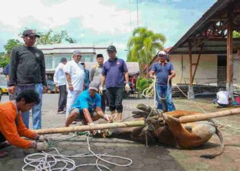 Dukung Kepedulian Sosial, Wali Kota Hadiri Penyembelihan Hewan Kurban di Polresta Tanjungpinang