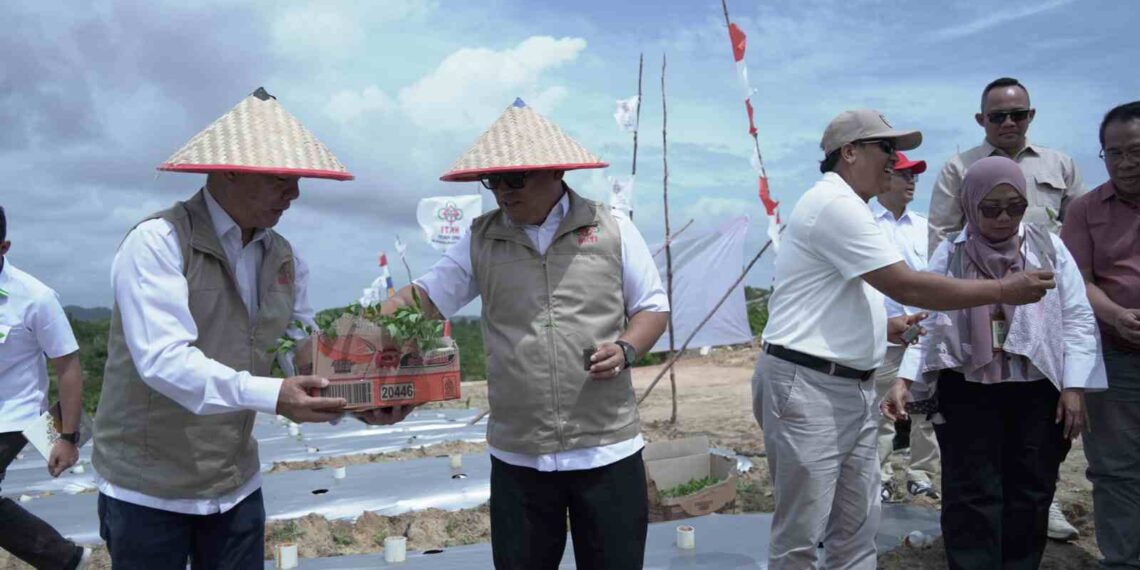 Pemprov Kepri Dorong Produksi Cabai Lokal, Tekan Ketergantungan Pasokan Luar Daerah