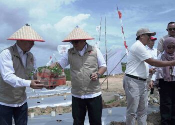 Pemprov Kepri Dorong Produksi Cabai Lokal, Tekan Ketergantungan Pasokan Luar Daerah