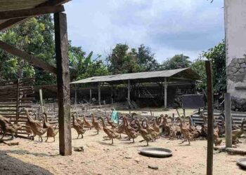 Laporan ASPI: Kandang Baterai Tekan Kesejahteraan Itik