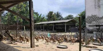 Laporan ASPI: Kandang Baterai Tekan Kesejahteraan Itik