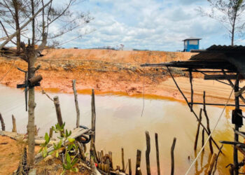 Penimbunan Mangrove, Bencana Ekologis Menanti dan Hancurnya Ekosistem Pesisir di Bintan