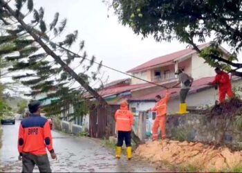 Tim Gabungan Berjibaku Evakuasi Pohon Tumbang Berkat Cuaca Ekstrem di Tanjungpinang