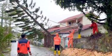 Tim Gabungan Berjibaku Evakuasi Pohon Tumbang Berkat Cuaca Ekstrem di Tanjungpinang
