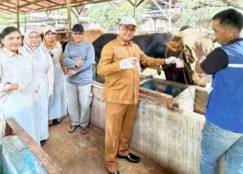 1.061 Sapi Kurban di Tanjungpinang Dipastikan Sehat