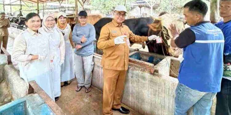 1.061 Sapi Kurban di Tanjungpinang Dipastikan Sehat