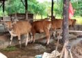 56 Sapi Kurban Pemko Tanjungpinang Disalurkan ke Warga