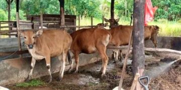 56 Sapi Kurban Pemko Tanjungpinang Disalurkan ke Warga
