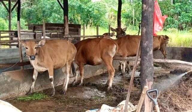 56 Sapi Kurban Pemko Tanjungpinang Disalurkan ke Warga