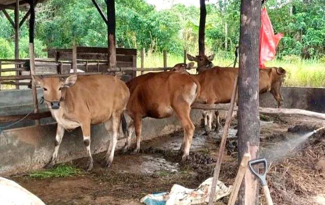 56 Sapi Kurban Pemko Tanjungpinang Disalurkan ke Warga