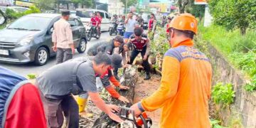 Pohon Tumbang Tutup Jalan Km 10, Dua Pengendara Luka Ringan