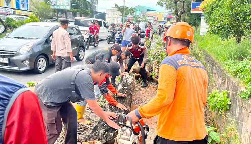Pohon Tumbang Tutup Jalan Km 10, Dua Pengendara Luka Ringan