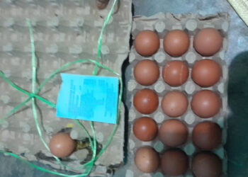 Beli Telur Berbelatung di Swalayan Mahkota Tanjungpinang, Konsumen Kecewa Berat